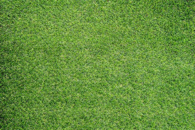 Green grass texture for background. Green lawn pattern and texture background. Close-up.