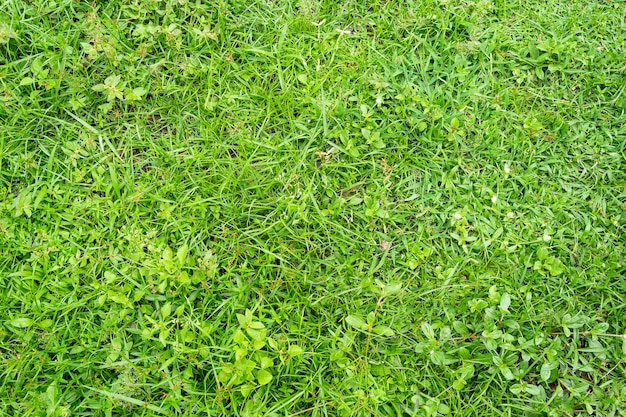 Green grass texture for background Green lawn pattern and texture background Closeup