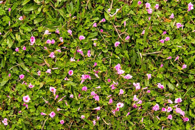 Green grass texture background with pink flowers