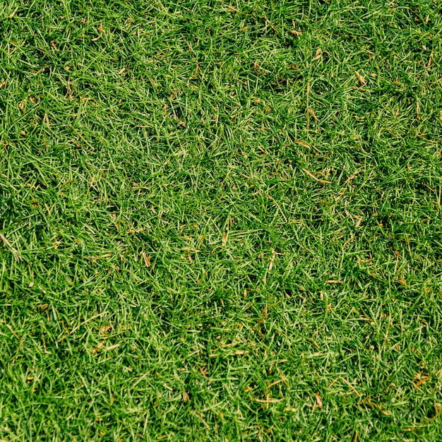 Green grass texture background