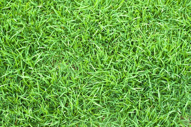 Green grass texture background