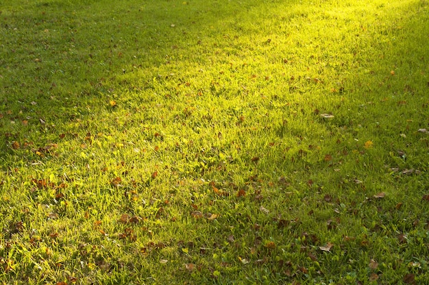 Green grass texture from a field fresh spring green grass