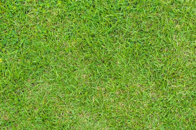 Green grass texture. Green lawn yard texture background. Close-up.