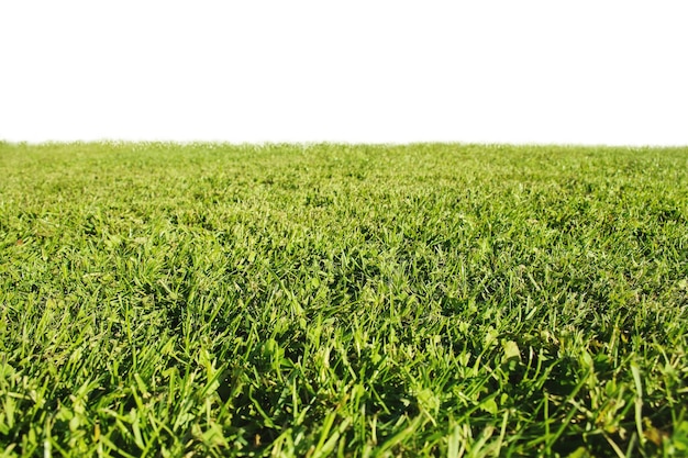 Green grass texture lawn