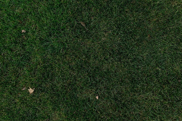 Green grass texture with several autumn tree leaves