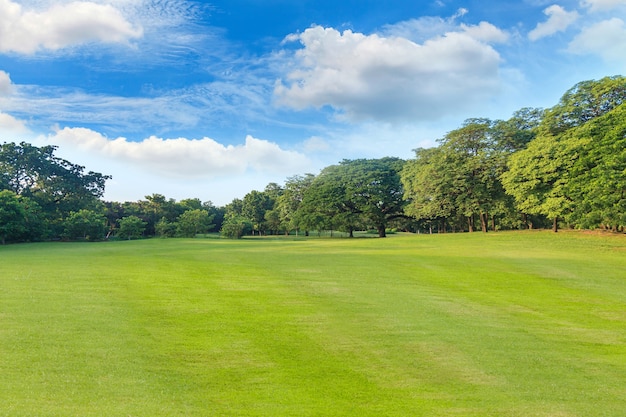 Green grass and trees in beautiful park under the blue sky