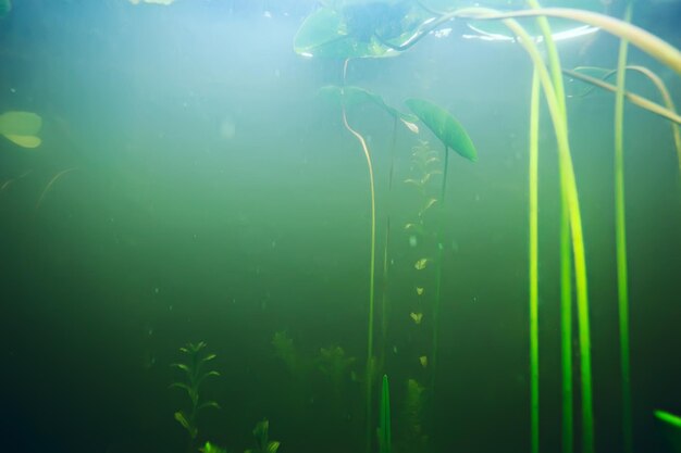 Photo green grass underwater