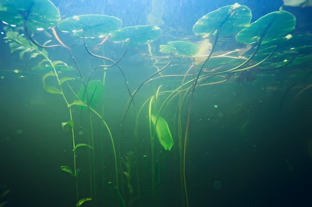 Photo green grass underwater