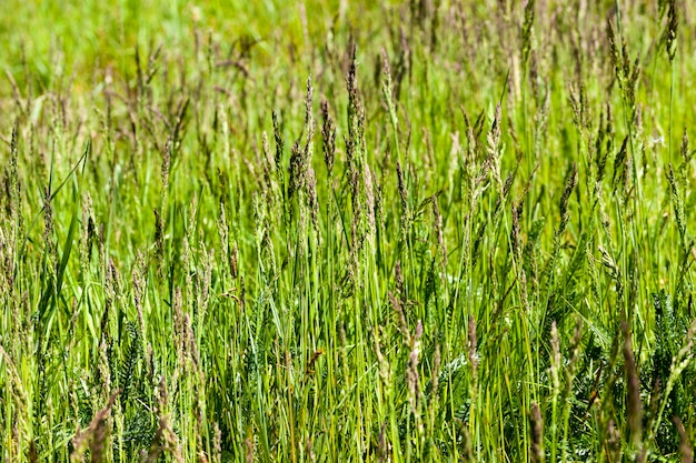 Green grass and vegetation on the field during or summer season closeup