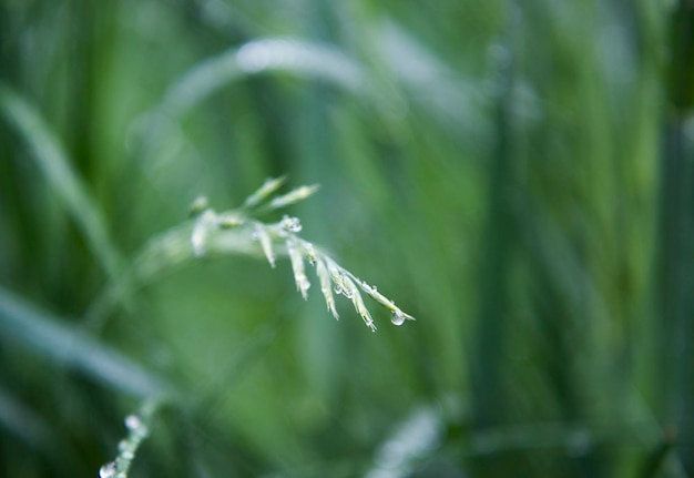 Photo green grass and water drops after rain