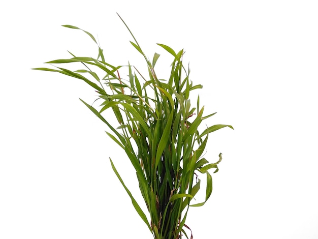 Green grass on white background Green leaves isolated on white background