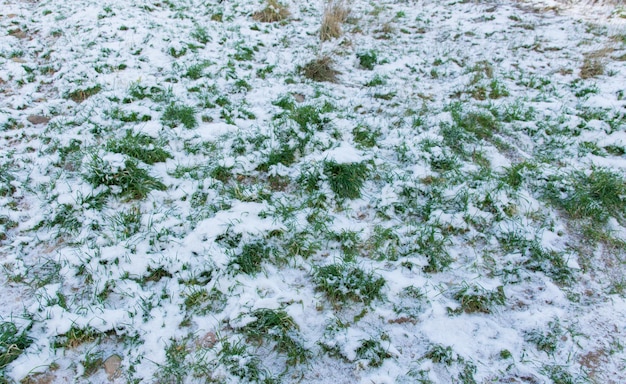 Green grass in the winter with much white snow