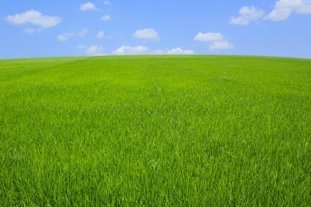 green grass with blue sky and white clounds