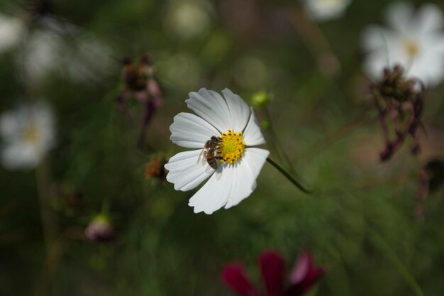 Green grass with daisy flower Small fly perching on white petal