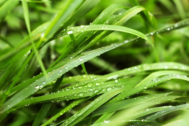 Green grass with dew close up macro