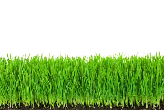 Green Grass with Fertile Soil and Drops Dew