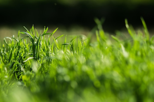 Green grass with fresh leaves closeup with blurred background Spring nature