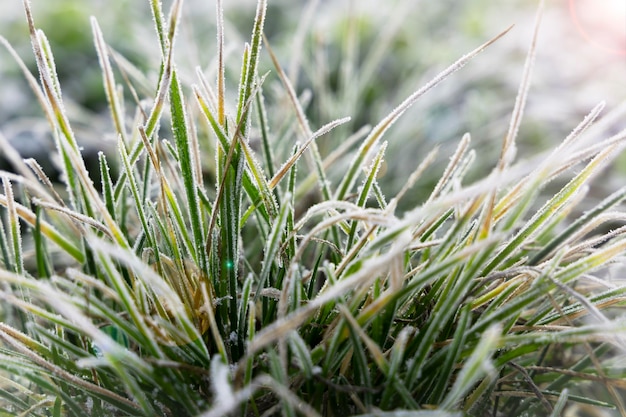 Green grass with hoarfrost closeup