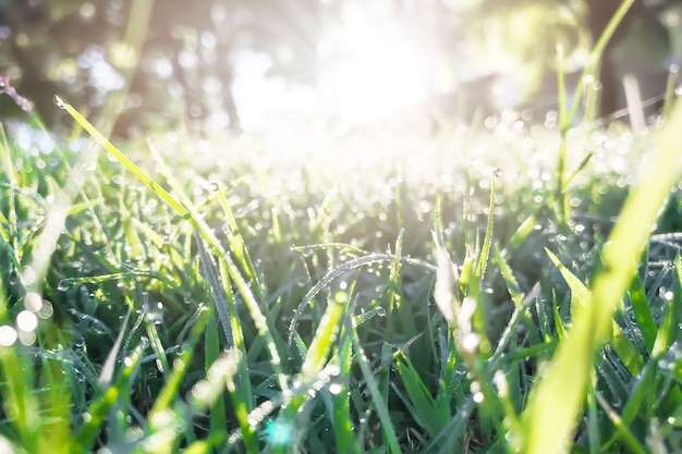 green grass with morning dew and sunlight.