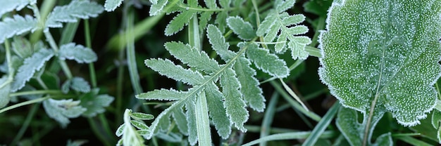 green grass with morning hoarfrost in garden, frozen grass with frost on meadow at sunrise