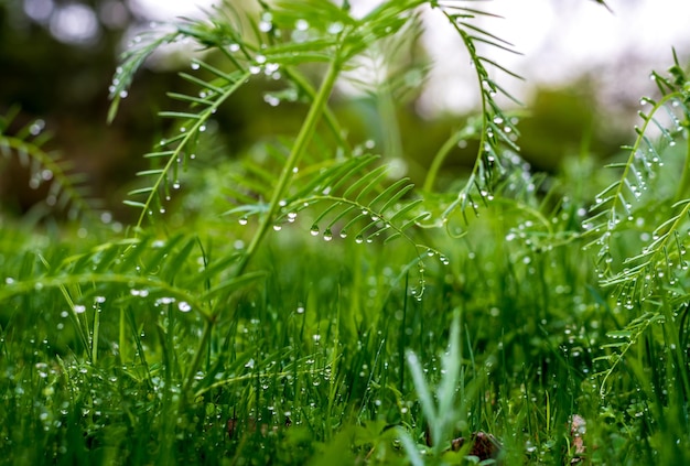 Green grass with raindrops after spring rain