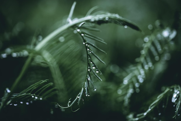 Photo green grass with raindrops after spring rain