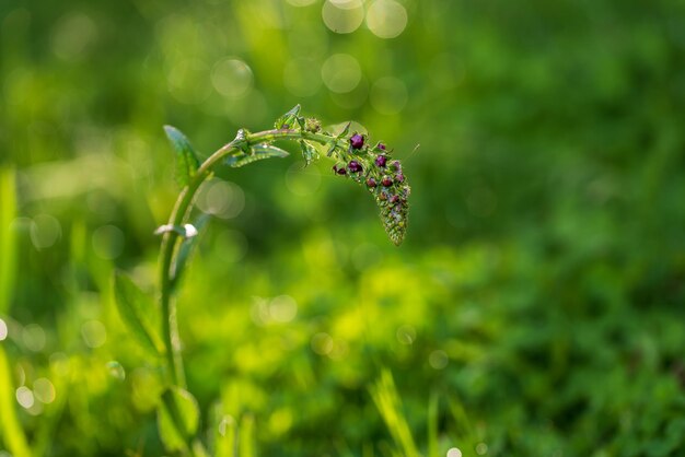 Green grass with raindrops after spring rain