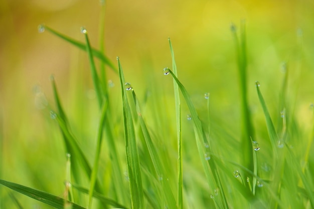   the green grass with raindrops in the garden