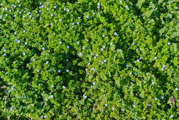 Green grass with tiny blue flowers background natural green lawn top view Flatly Spring Herbal Herb Botany Flora Floral Bloom Blooming Blossom Fresh Outdoor Season Lawn Many Freshness