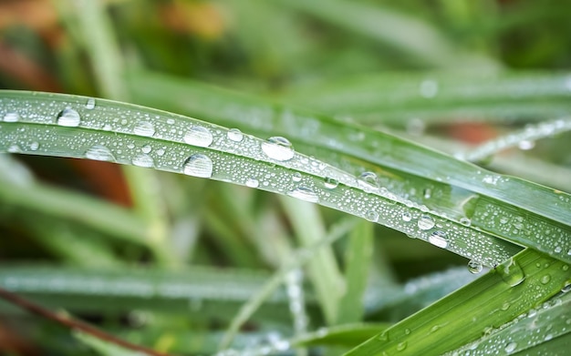 green grass with water drops natural background