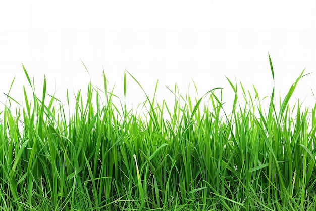 green grass with a white background