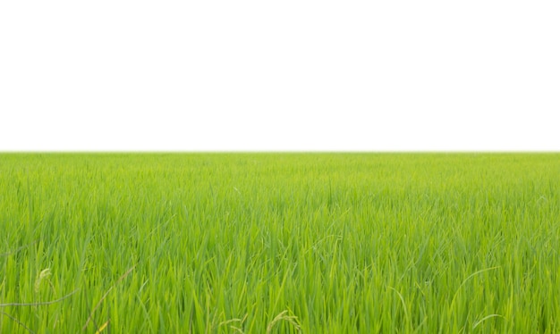 Green grass with a white background