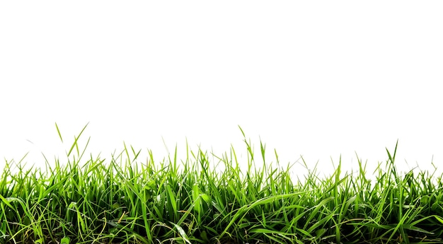 green grass with a white background