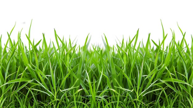 a green grass with the word green on it