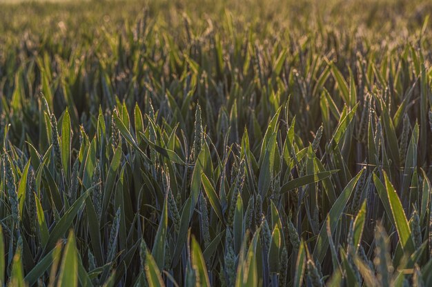 Green grass of young grain