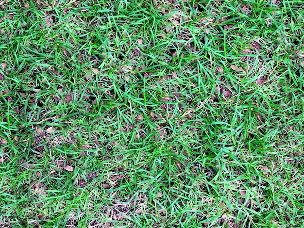 Green Grasses with Dried Leaves