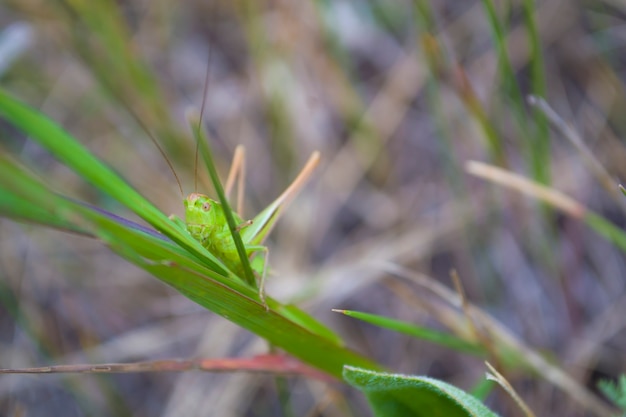 the green grasshopper in the grass in the forest summer in sunlight Beautiful views of the grasshop