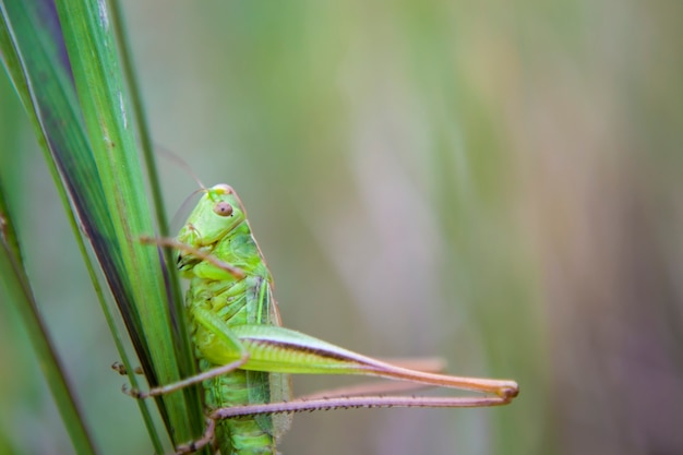 the green grasshopper in the grass in the forest summer in sunlight Beautiful views of the grasshop