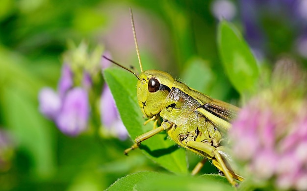 A green grasshopper sits on a flower in the garden.