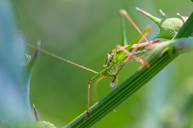 green grasshopper sits in the grass