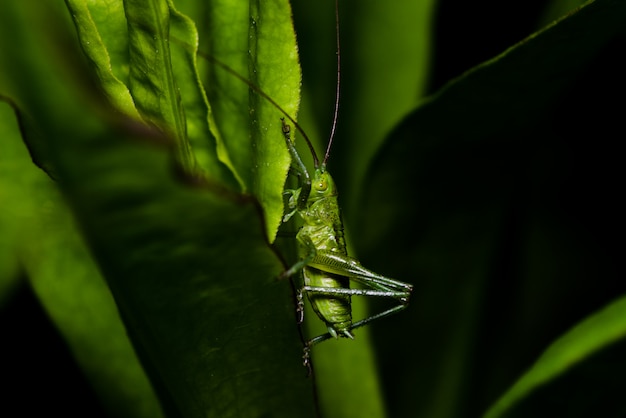 Green grasshopper sits on a stalk of a plant