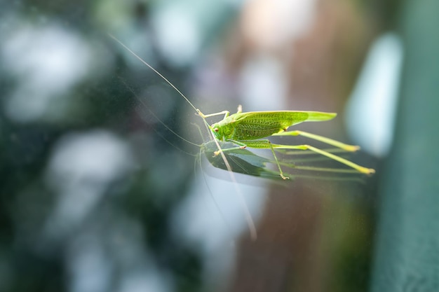 Green grasshopper sitting on a car window Environmental protection concept