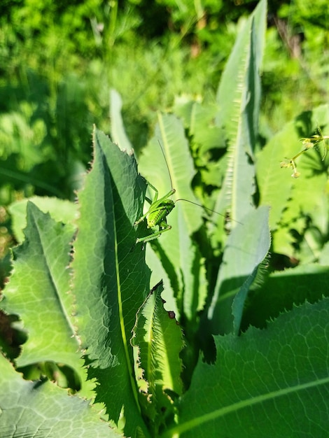 A green grasshopper sitting on young green leaves grass View of the insect from behind Mimicry in nature Natural botanical background