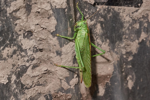 The green grasshopper a species of insects from the family of True grasshoppers in the garden