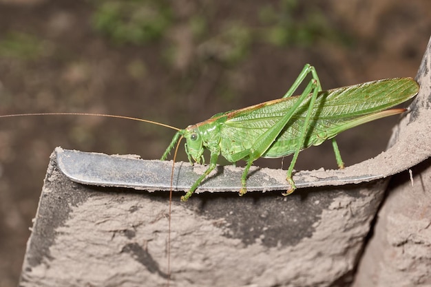 The green grasshopper a species of insects from the family of True grasshoppers in the garden