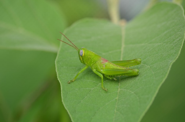 green grasshopper