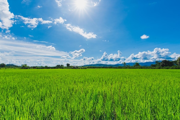 Green grassland blue grass on the farm Sky clouds cloudy backgrounds in Thailand