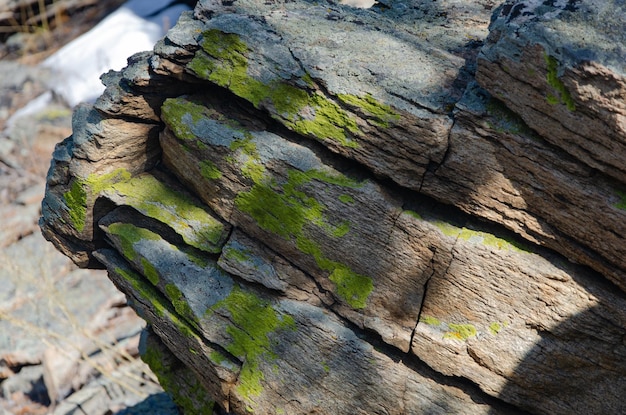 Green and gray lichen on layered rock