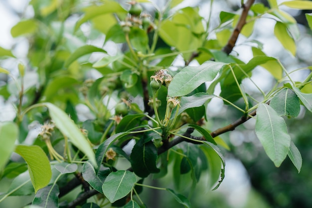 Green growing pears on the branches of trees close-up