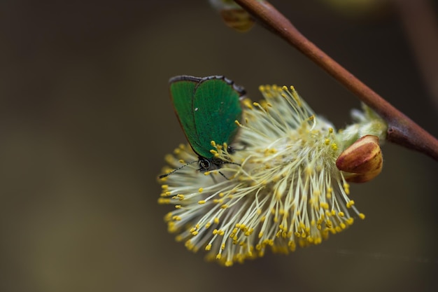 Green hairstreak on Salix caprea Salix caprea known as goat willow